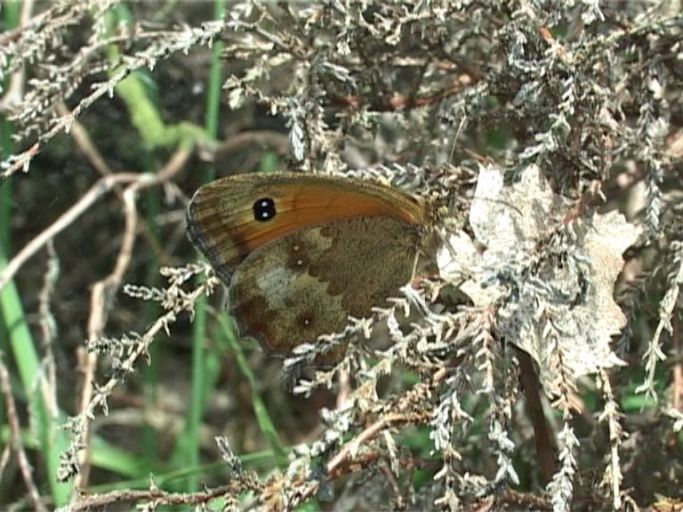 Rotbraunes Ochsenauge ( Pyronia tithonus ), Flügelunterseite : Brüggen, Brachter Wald, 16.07.2009